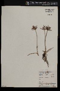 Cyperus distans image