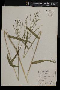 Panicum deustum image