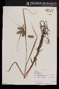 Carex comosa image