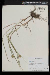 Carex squarrosa image