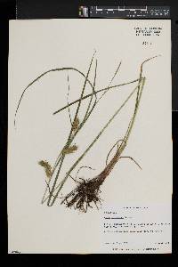 Carex tuckermanii image