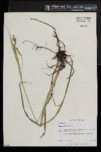 Carex scabrata image