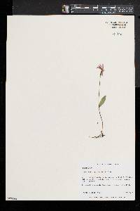 Pogonia ophioglossoides image