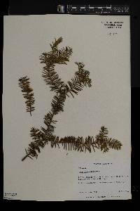 Taxus canadensis image