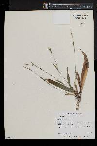 Carex platyphylla image