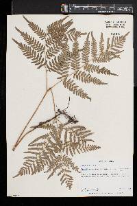 Pteridium aquilinum subsp. pseudocaudatum image