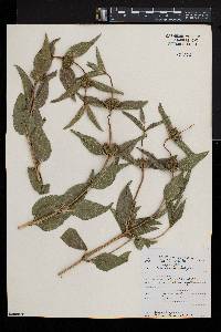 Phlomis herba-venti image