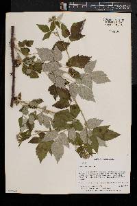 Rubus occidentalis image