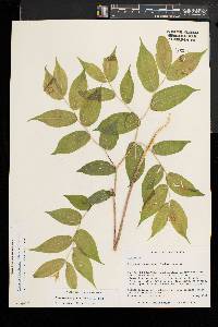 Prosartes lanuginosa image