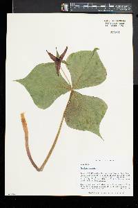 Trillium erectum image