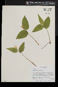 Maianthemum canadense image