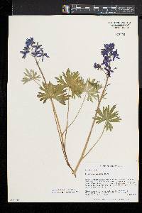 Delphinium tricorne image