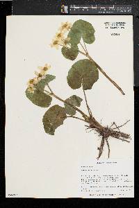 Caltha palustris image