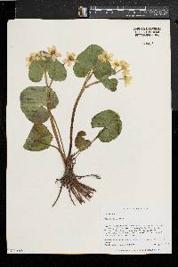 Caltha palustris image