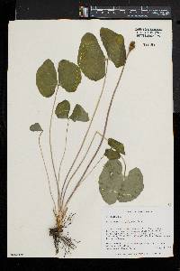 Jeffersonia diphylla image