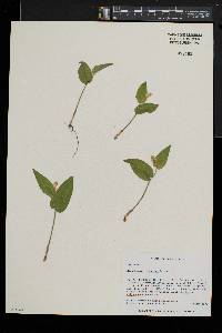 Maianthemum canadense image