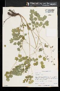 Thalictrum dioicum image