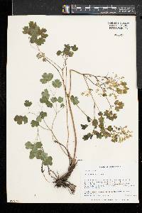 Thalictrum dioicum image