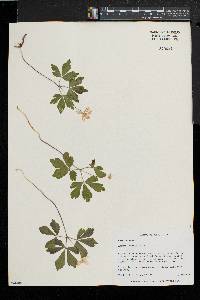 Anemone quinquefolia image