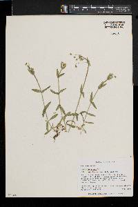 Cerastium nutans image