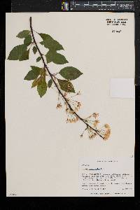 Prunus pensylvanica image