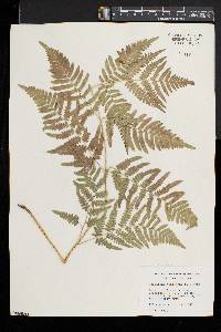 Pteridium aquilinum var. latiusculum image