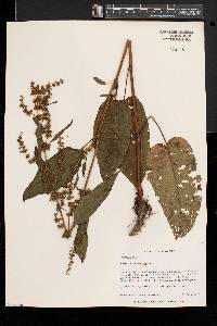 Rumex obtusifolius image