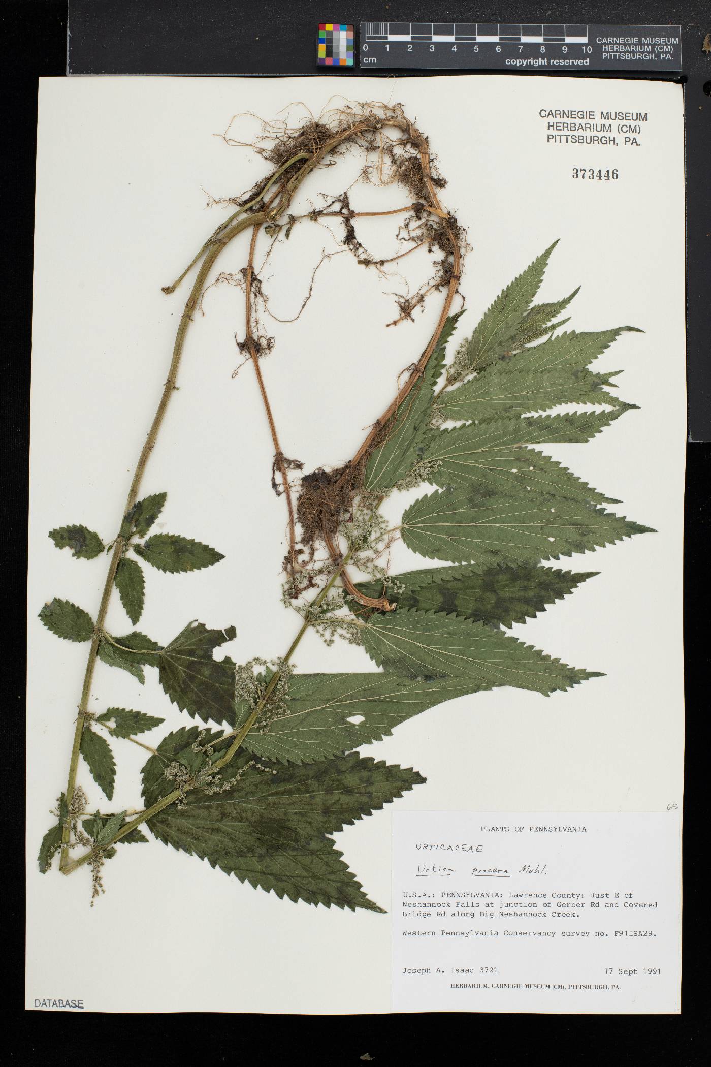 Alnus sinuata image