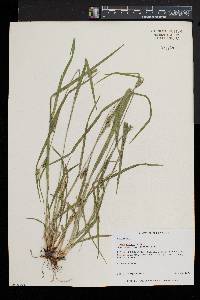 Carex grisea image