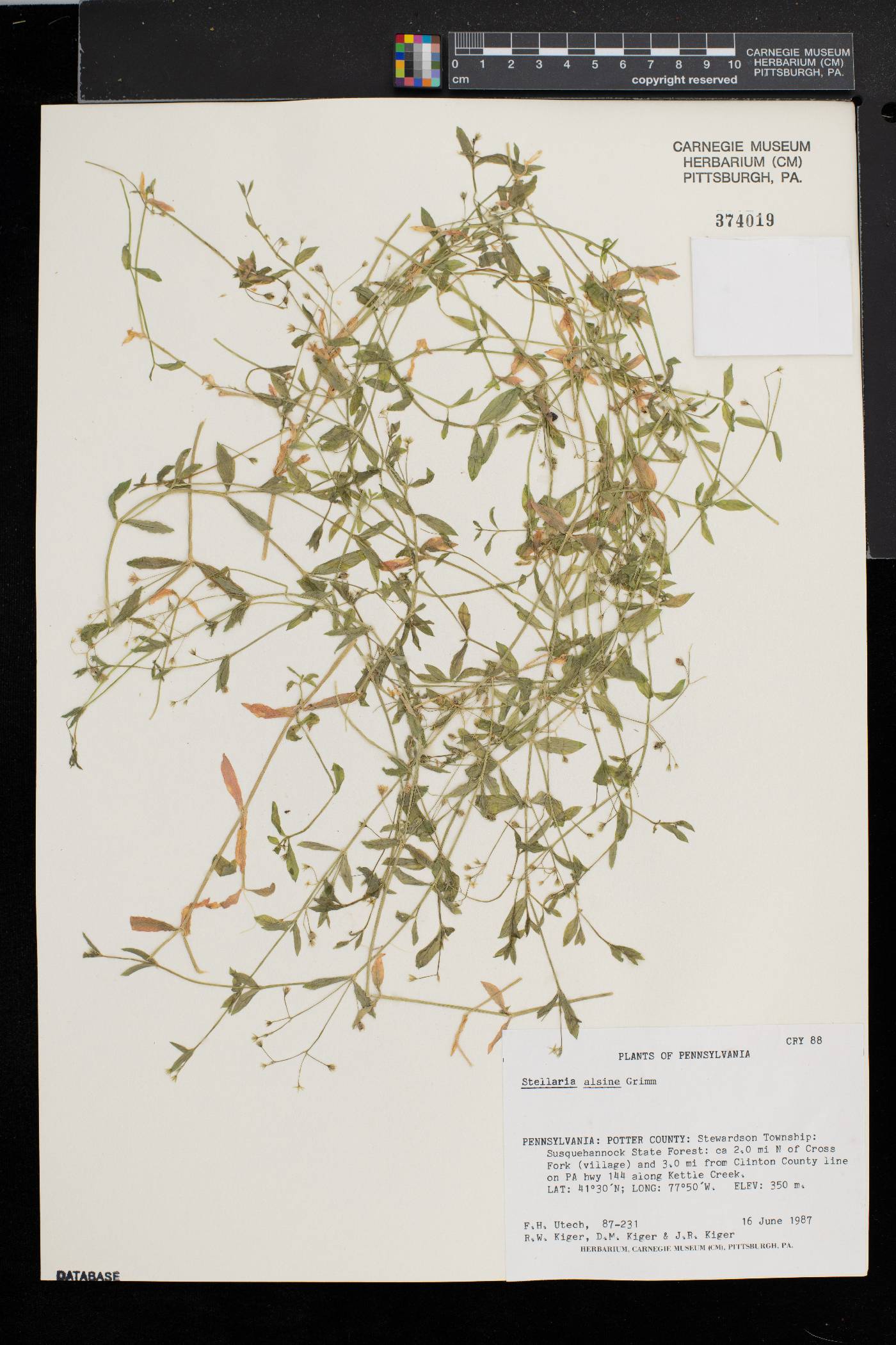Stellaria alsine image