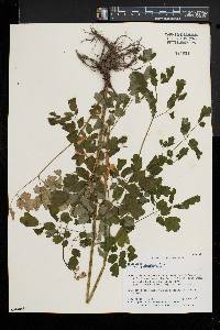 Thalictrum pubescens image