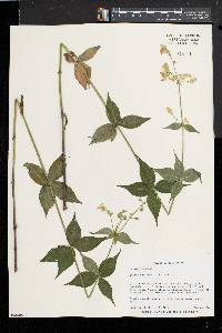 Silene stellata image