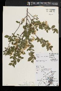 Spiraea × vanhouttei image