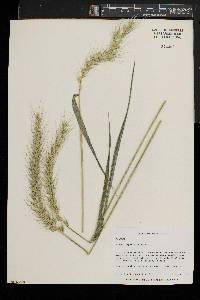 Elymus riparius image