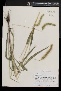 Setaria faberi image