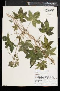 Humulus japonicus image