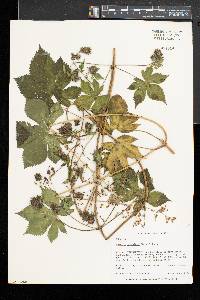 Humulus japonicus image