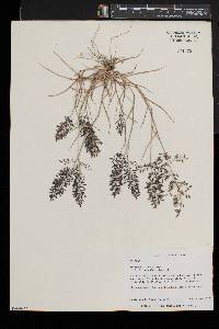 Eragrostis minor image