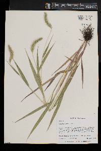 Setaria faberi image