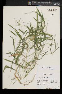 Leersia virginica image