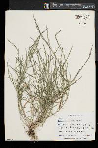 Muhlenbergia schreberi image