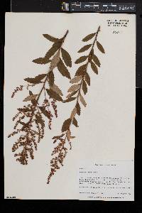 Spiraea tomentosa image