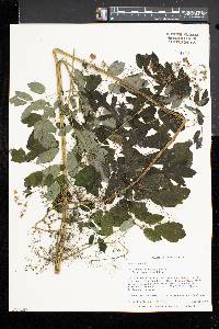 Thalictrum pubescens image