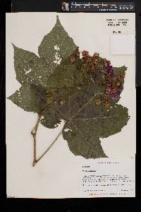 Rubus odoratus image