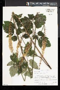 Actaea racemosa image