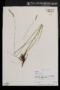 Carex prairea image