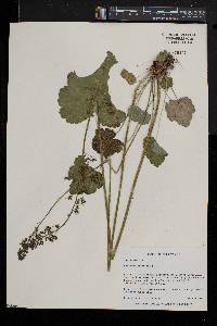 Heuchera americana image