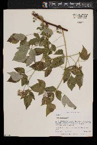 Rubus occidentalis image