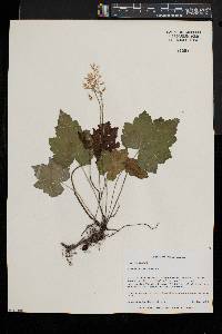 Tiarella stolonifera image