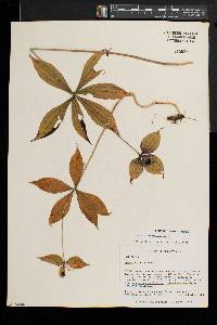 Medeola virginiana image